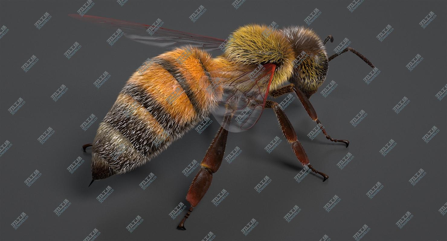 images/goods_img/202104092/3D Realistic Honey Bee/4.jpg